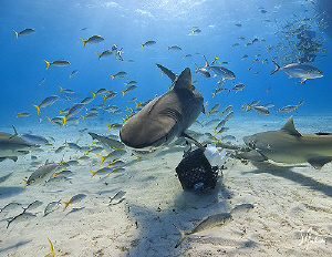 A relentless Tiger Shark makes a pass by after trying to ... by Steven Anderson 